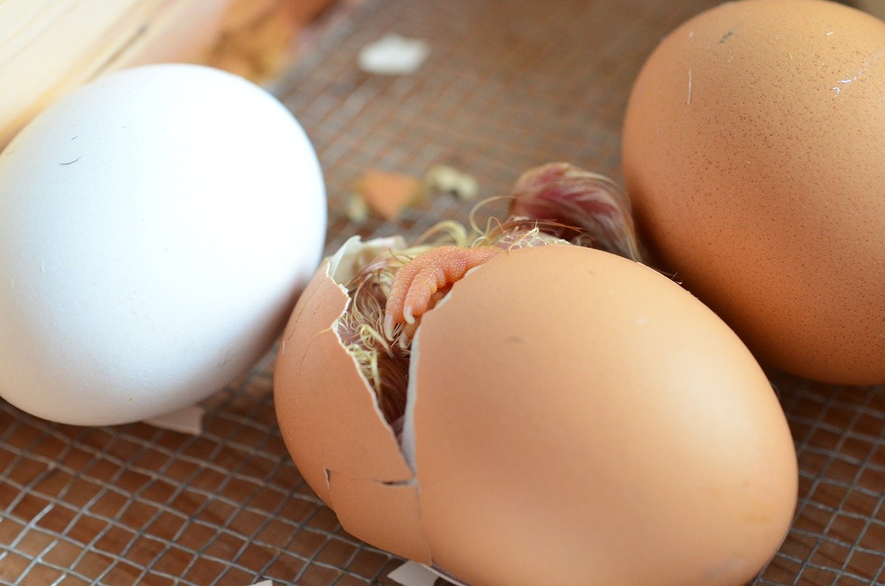 how chicken egg fertilized